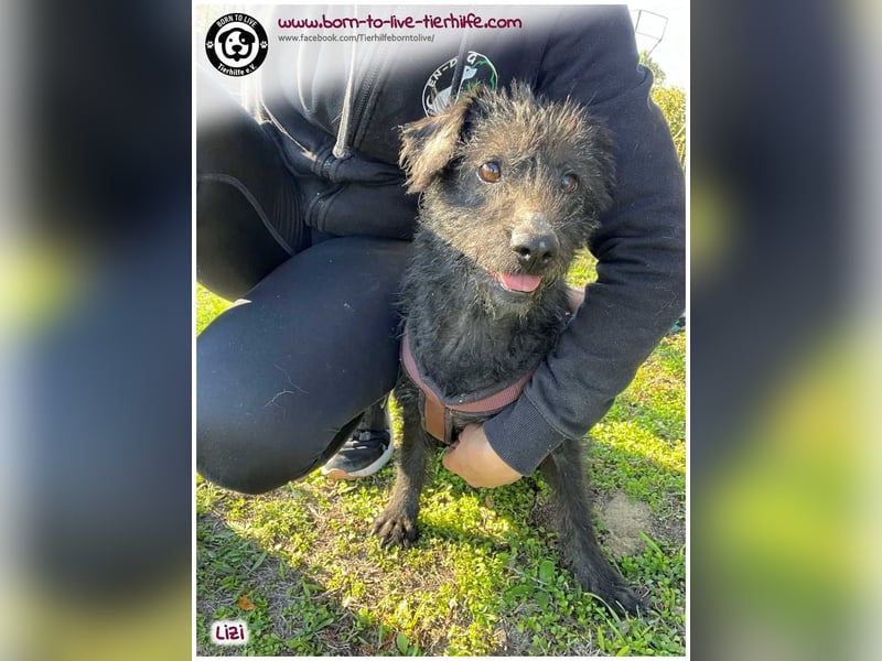 LIZI sucht Kuschelkörbchen auf Lebenszeit