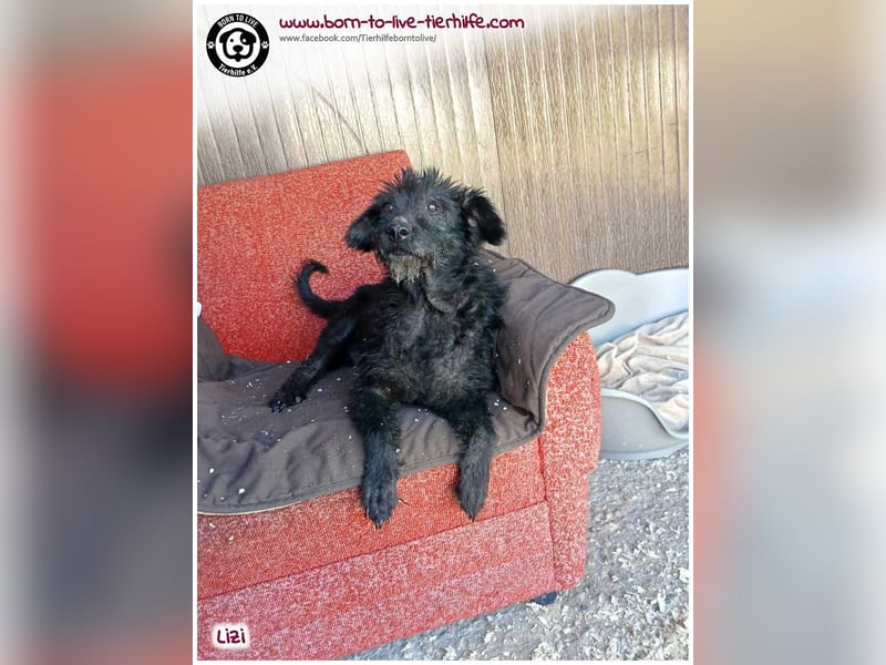 LIZI sucht Kuschelkörbchen auf Lebenszeit