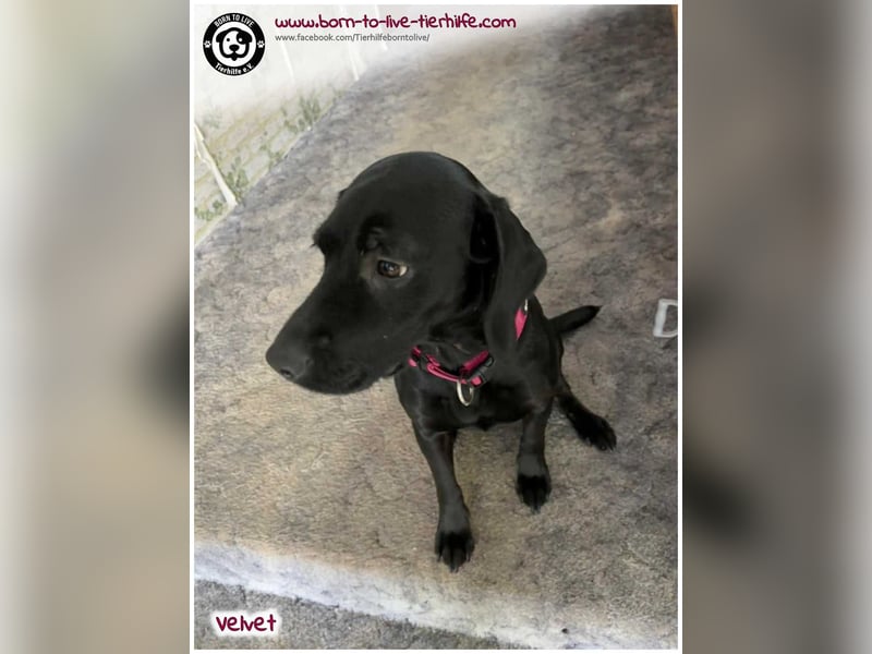 Velvet sucht ein neues Zuhause