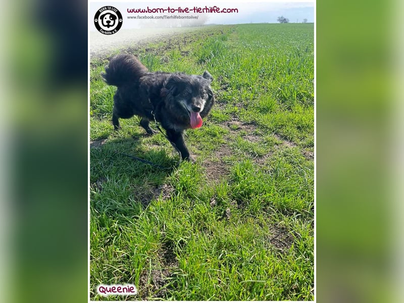 Freundliche QUEENIE sucht ein liebes Zuhause