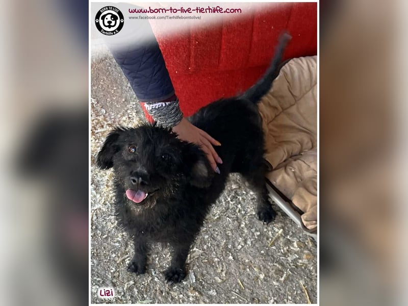 LIZI sucht Kuschelkörbchen auf Lebenszeit