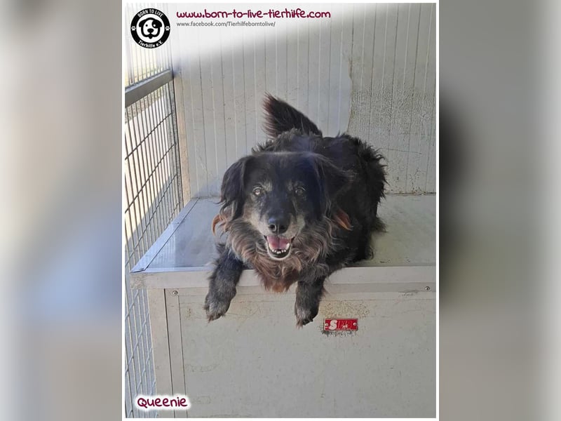 Freundliche QUEENIE sucht ein liebes Zuhause