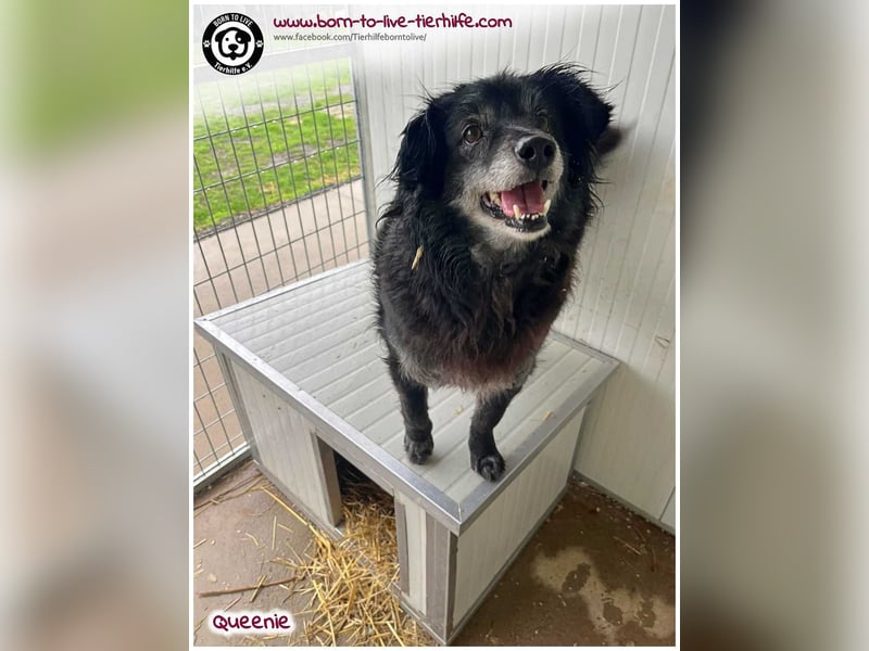 Freundliche QUEENIE sucht ein liebes Zuhause
