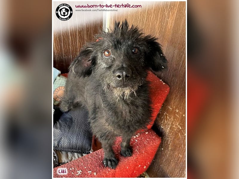 LIZI sucht Kuschelkörbchen auf Lebenszeit