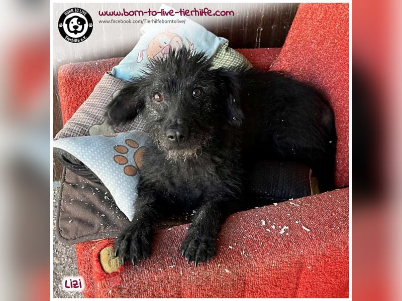 LIZI sucht Kuschelkörbchen auf Lebenszeit
