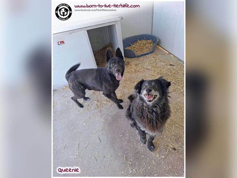 Freundliche QUEENIE sucht ein liebes Zuhause