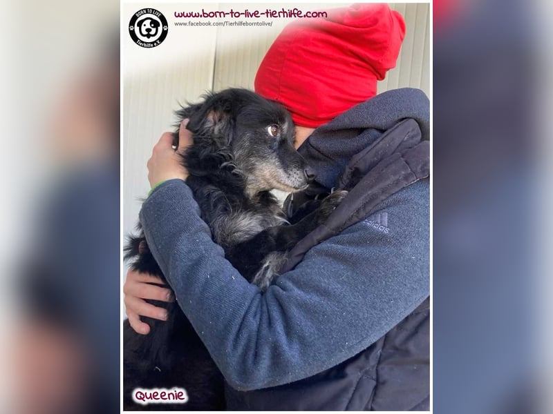 Freundliche QUEENIE sucht ein liebes Zuhause