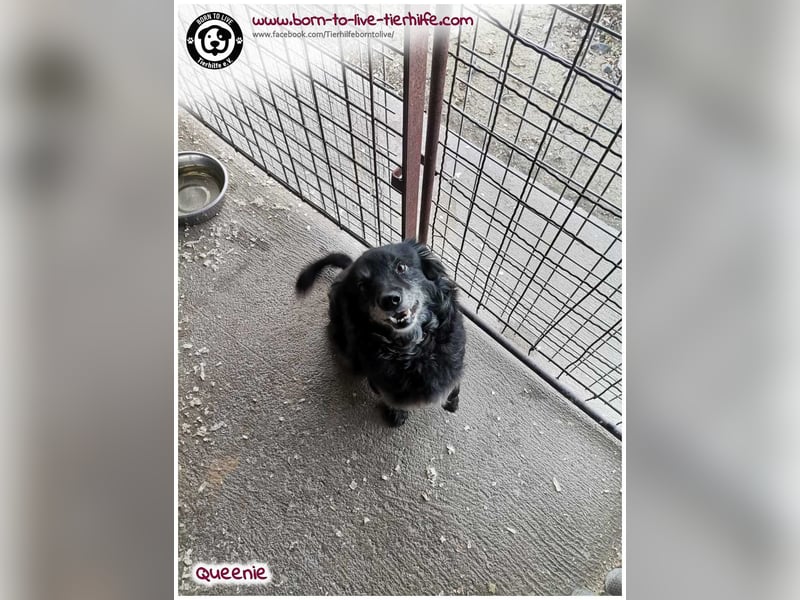 Freundliche QUEENIE sucht ein liebes Zuhause