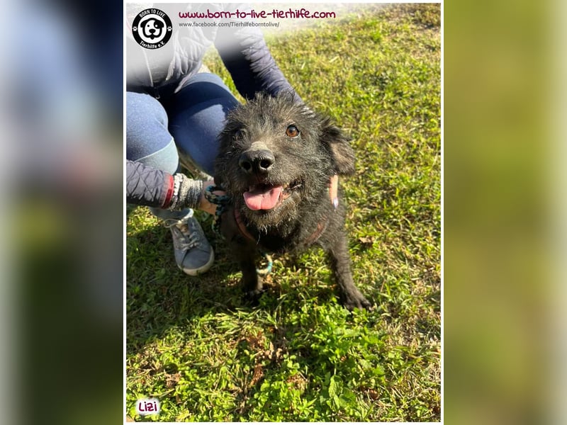 LIZI sucht Kuschelkörbchen auf Lebenszeit