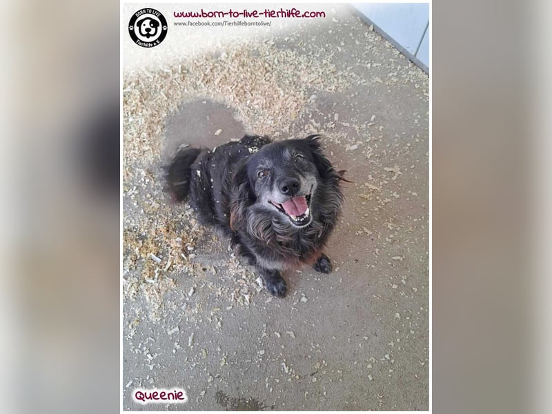 Freundliche QUEENIE sucht ein liebes Zuhause