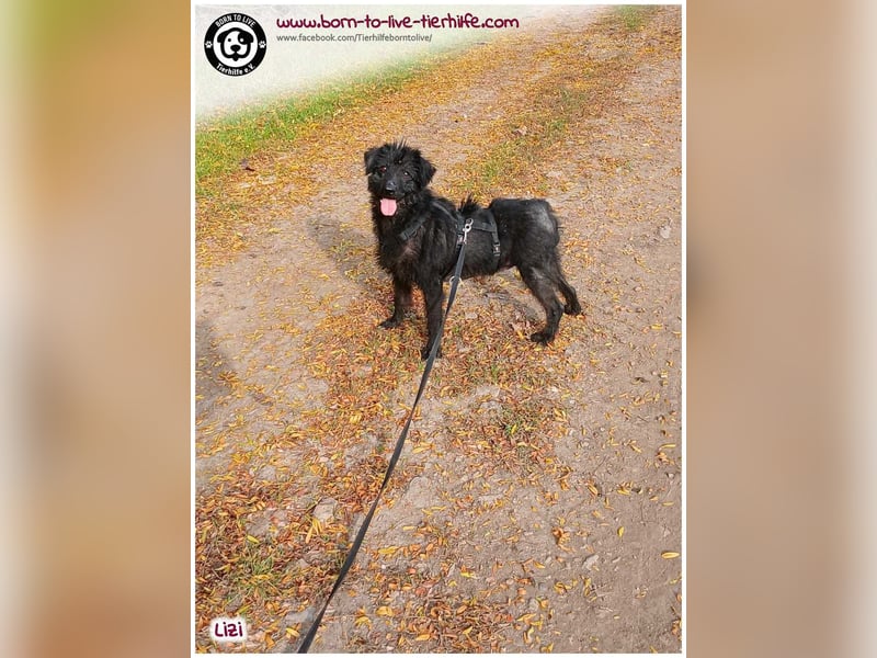 LIZI sucht Kuschelkörbchen auf Lebenszeit