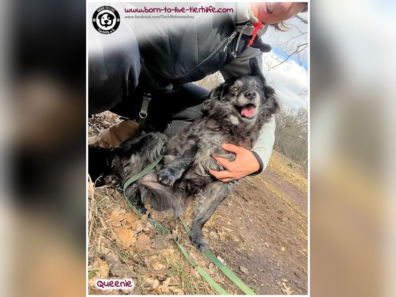 Freundliche QUEENIE sucht ein liebes Zuhause