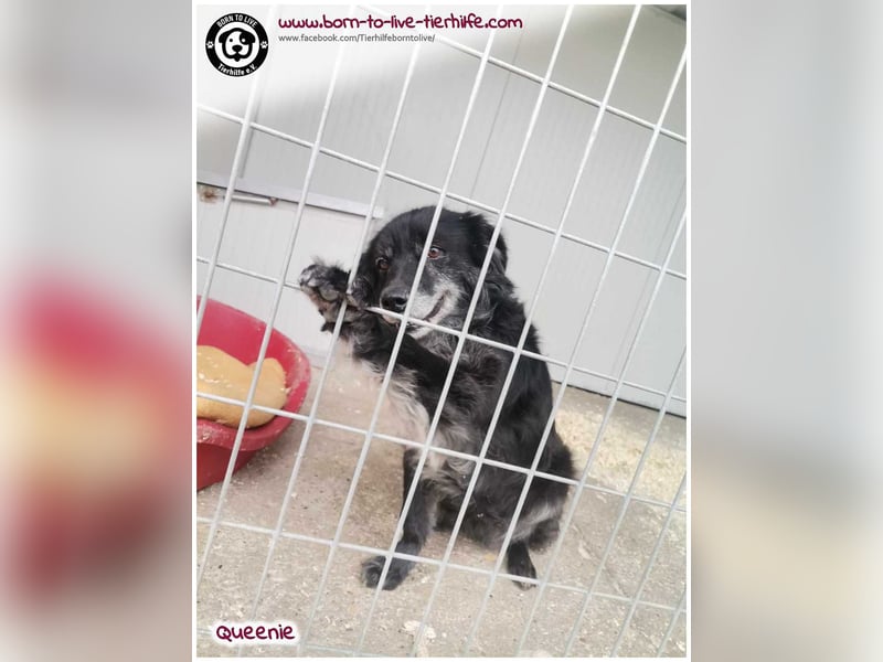 Freundliche QUEENIE sucht ein liebes Zuhause