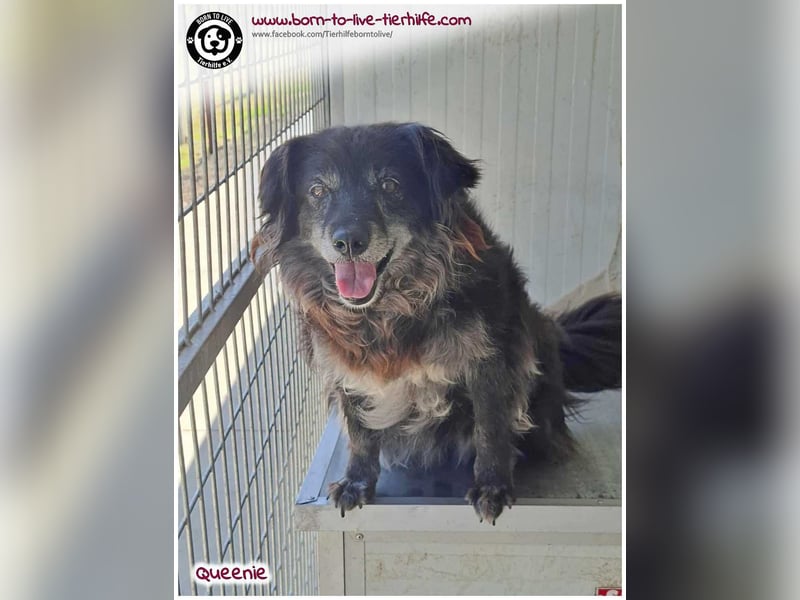 Freundliche QUEENIE sucht ein liebes Zuhause