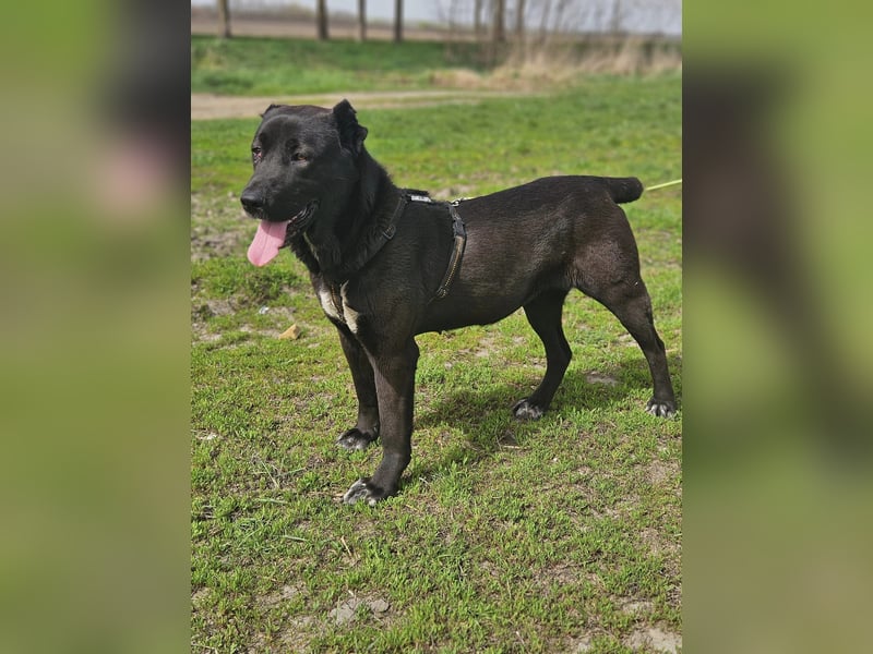 Belona - ehemalige Kettenhündin sucht menschliche Nähe