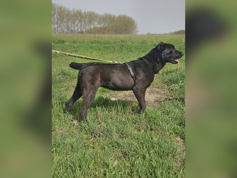 Belona - ehemalige Kettenhündin sucht menschliche Nähe