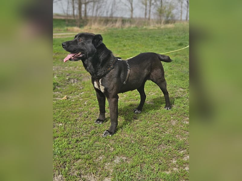 Belona - ehemalige Kettenhündin sucht menschliche Nähe