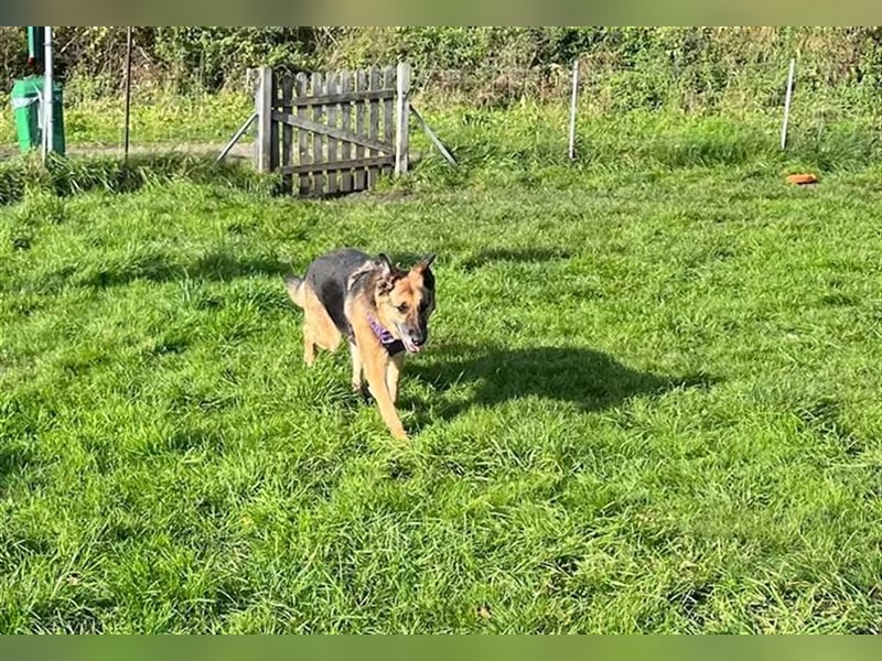 Malie aus dem Tierschutz