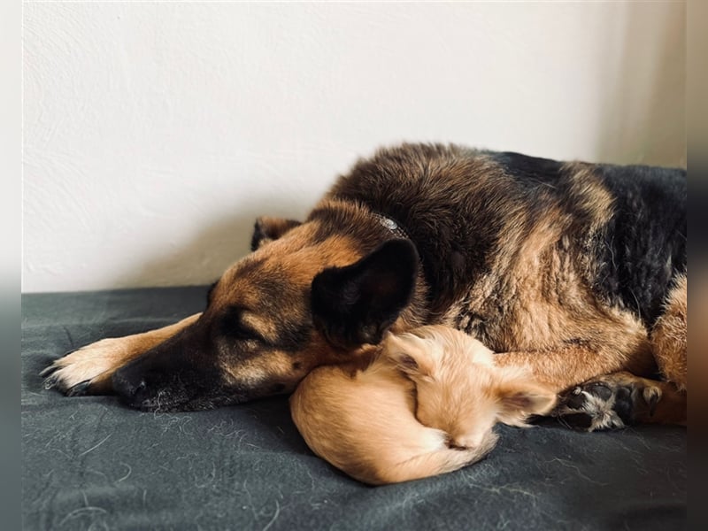 Malie aus dem Tierschutz