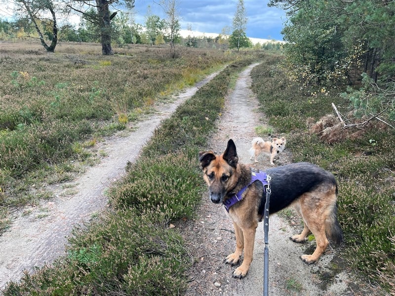 Malie aus dem Tierschutz