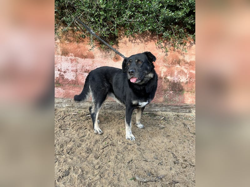 Vicky: Sanfte Seele sucht Geborgenheit (50321 Brühl)
