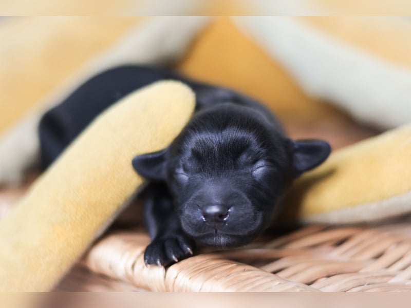 Labrador- Mischlingswelpe Hündin