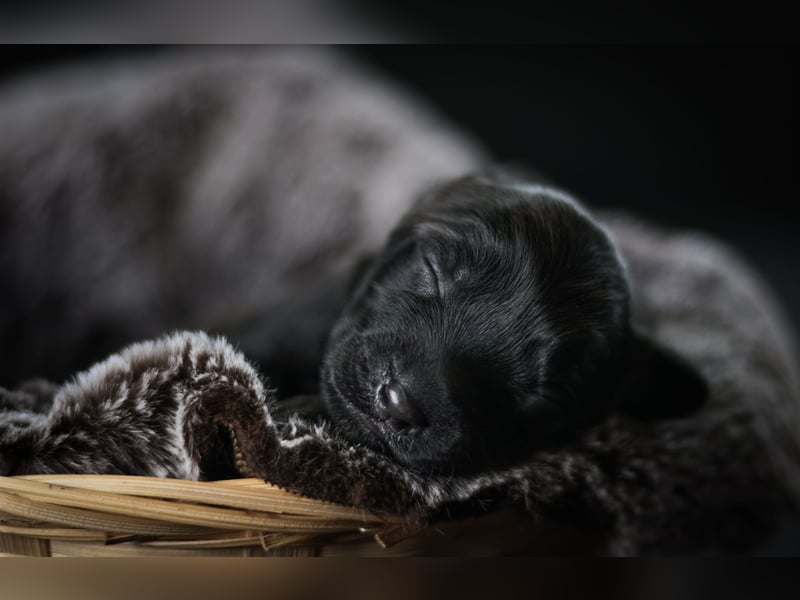 Labrador- Mischlingswelpe Hündin