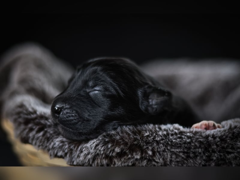 Labrador - Mischlingswelpe Hündin