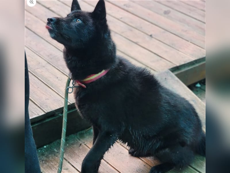 Kanta ist ein bezauberndes ,sanftes Mischlingsmädchen,ca. 21kg ,7 Jahre alt