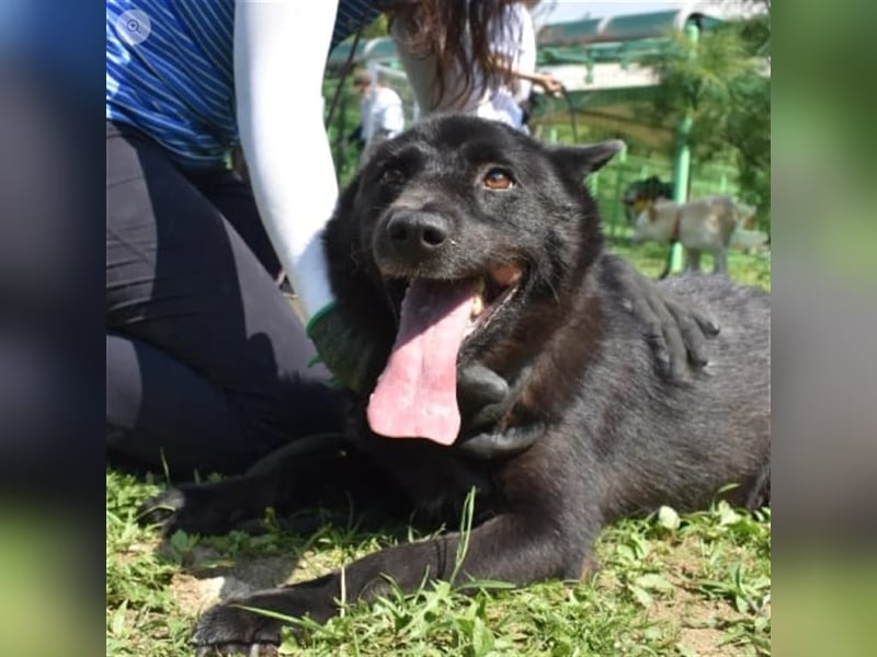 Kanta ist ein bezauberndes ,sanftes Mischlingsmädchen,ca. 21kg ,7 Jahre alt