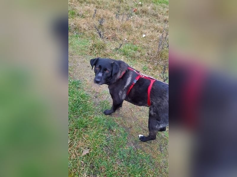 Misshandelte Hoppa sucht ein Zuhause