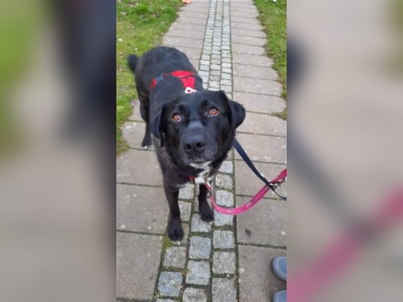 Misshandelte Hoppa sucht ein Zuhause
