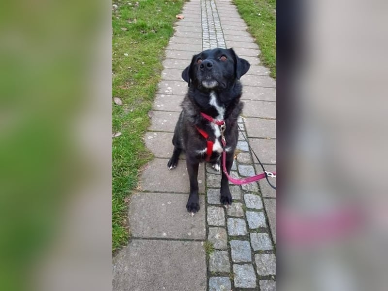 Misshandelte Hoppa sucht ein Zuhause