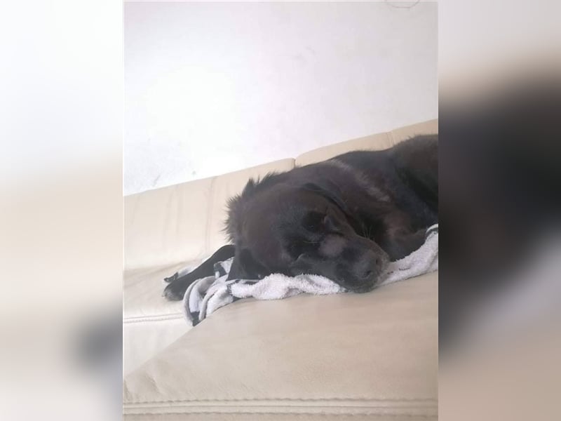 Misshandelte Hoppa sucht ein Zuhause