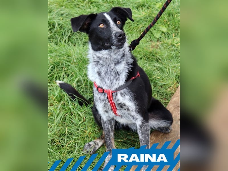 Raina