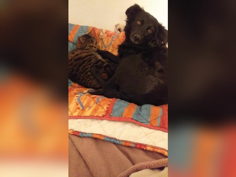 Maza Margot kroatischer Schäferhund Mischling Hündin katzenverträglich lieb sucht Zuhause für immer