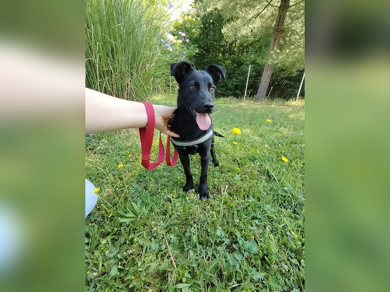 Coco Welpe Mischling Hündin aktiv, neugierig sucht Zuhause oder Pflegestelle
