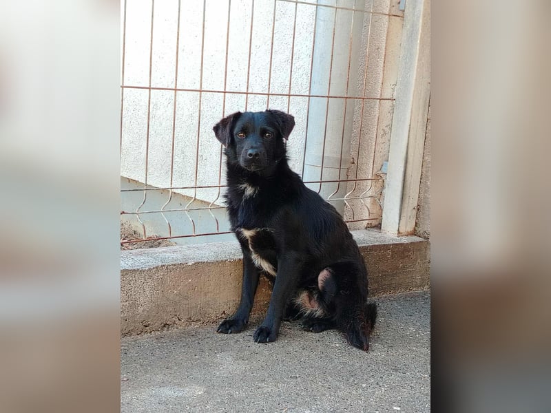 kleine junge Terrier Mischlings-Hündin Flower sucht ein Zuhause