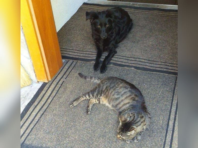 Maza Margot kroatischer Schäferhund Mischling Hündin katzenverträglich lieb sucht Zuhause für immer