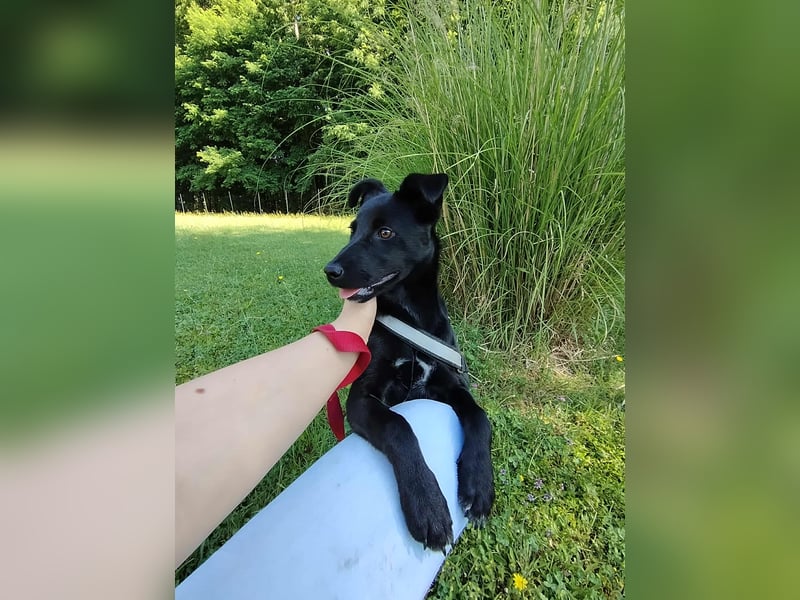 Coco Welpe Mischling Hündin aktiv, neugierig sucht Zuhause oder Pflegestelle