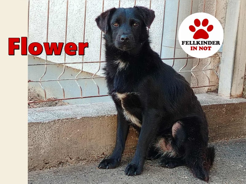 kleine junge Terrier Mischlings-Hündin Flower sucht ein Zuhause