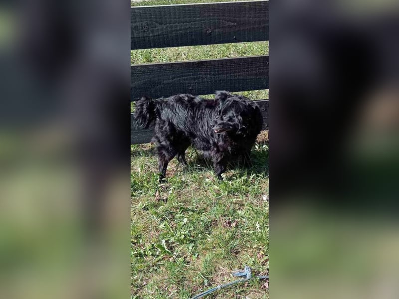 Maza Margot kroatischer Schäferhund Mischling Hündin katzenverträglich lieb sucht Zuhause für immer