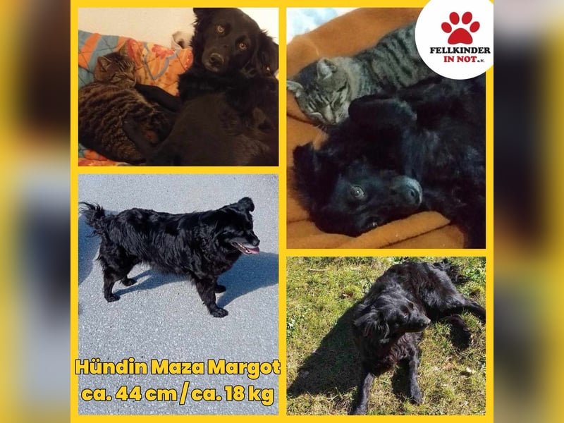 Maza Margot kroatischer Schäferhund Mischling Hündin katzenverträglich lieb sucht Zuhause für immer