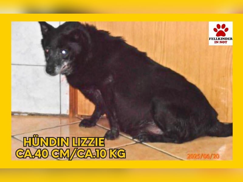 Lizzie Mischlingshündin Mischling Hündin sucht Zuhause oder Pflegestelle