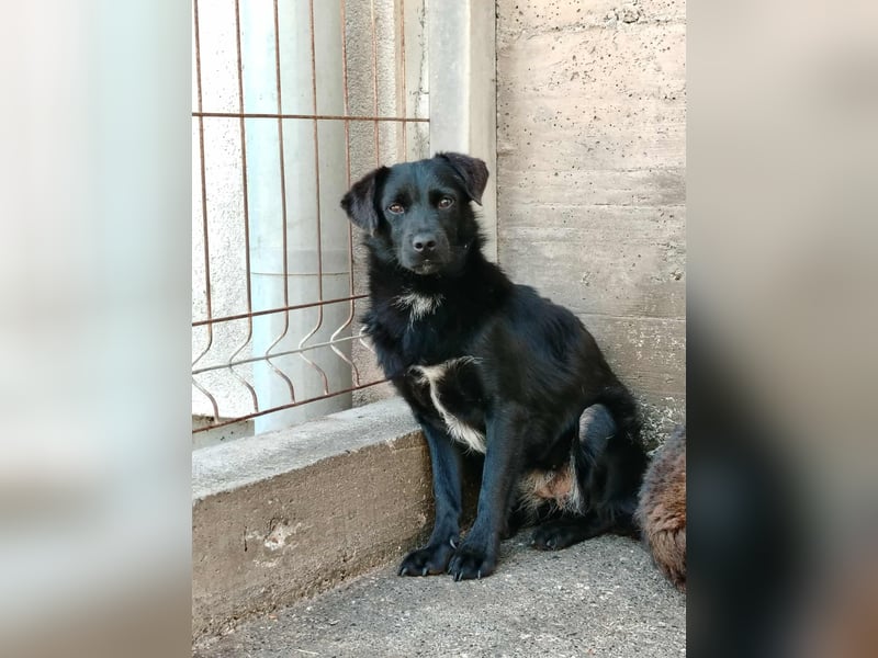 kleine junge Terrier Mischlings-Hündin Flower sucht ein Zuhause