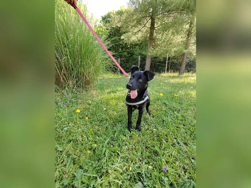 Coco Welpe Mischling Hündin aktiv, neugierig sucht Zuhause oder Pflegestelle