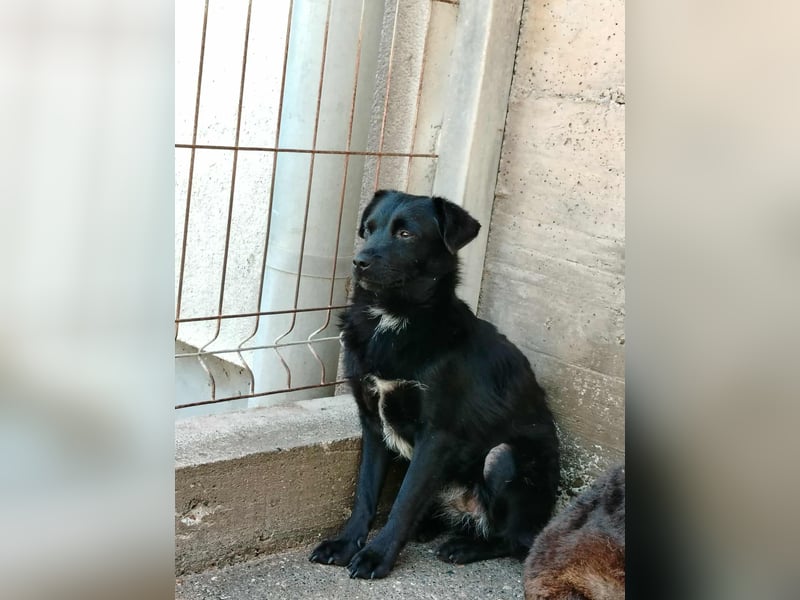 kleine junge Terrier Mischlings-Hündin Flower sucht ein Zuhause