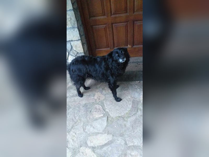 Maza Margot kroatischer Schäferhund Mischling Hündin katzenverträglich lieb sucht Zuhause für immer