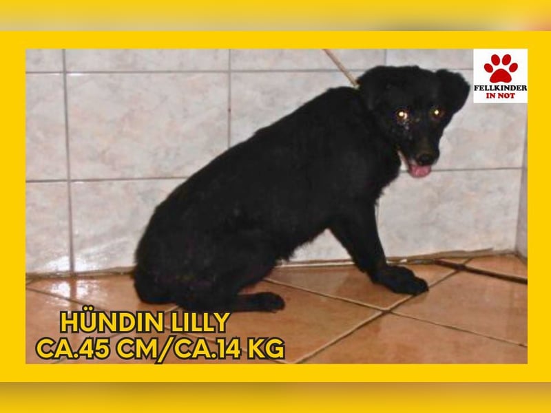 Lilly Mischlingshündin Mischling Hündin Junghund sucht Zuhause oder Pflegestelle