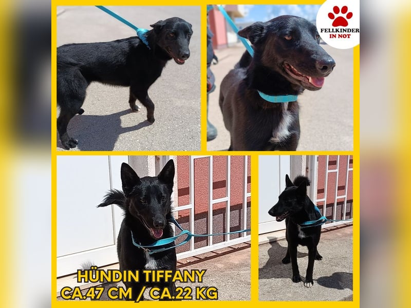 Tiffany aktive Mischlingshündin Mischling Hündin Junghund sucht Zuhause oder Pflegestelle